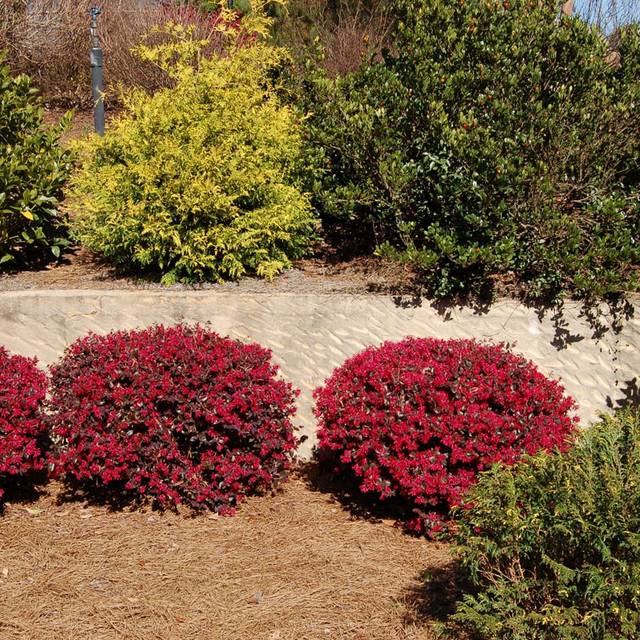 Loropetalum 'Ever Red' - Globe Planter