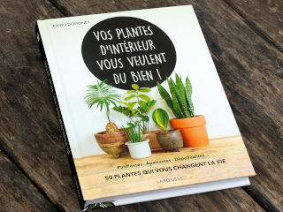 Vos plantes d'intérieur vous veulent du bien