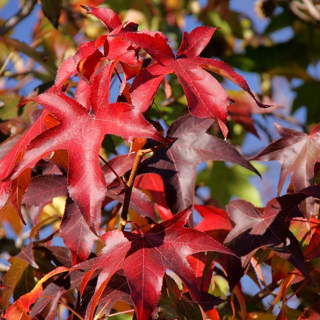 Liquidambar styracifkua - feuillage d'automne (Flickr - Jorge Franganillo)