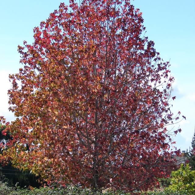 Liquidambar styraciflua (Flickr - Forest and Kim Starr)