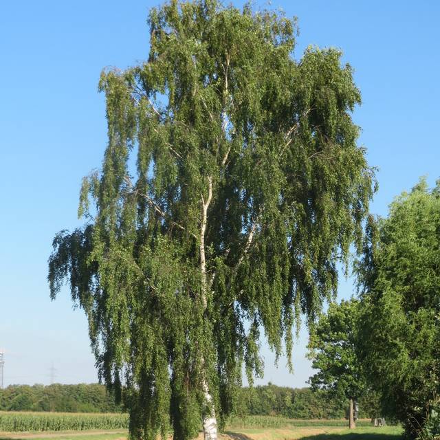 Betula pendula (Flickr - Andreas Rockstein)