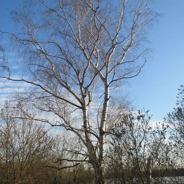 Betula pendula - silhouette et écorce (Flickr - Andreas Rockstein)