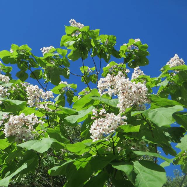 Catalpa bignonioides (Flickr - Andreas Rockstein)