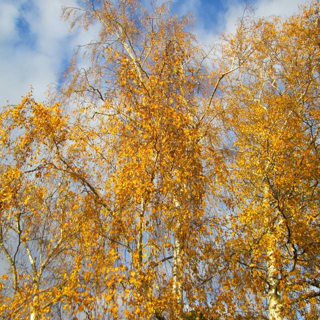 Betula pendula - feuillage d'automne - (Flickr - Andreas Rockstein)