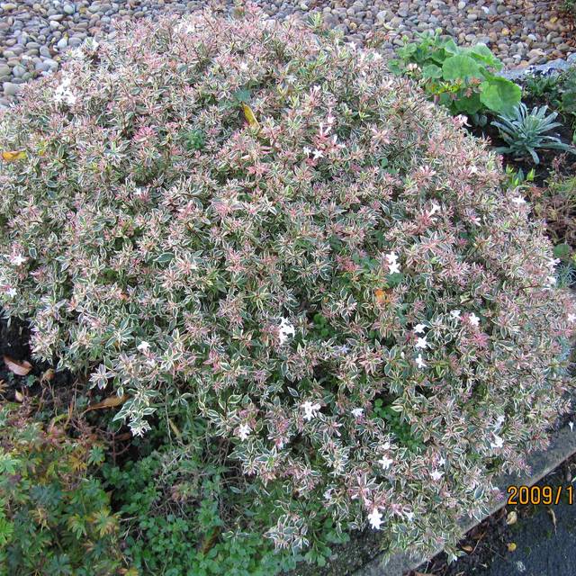 Abelia x grandiflora 'Confetti' - Flickr - Leonora (Ellie) Enking
