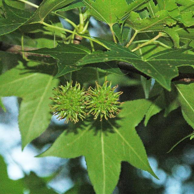 Liquidambar styraciflua - feuilles (Flickr - James St. John)