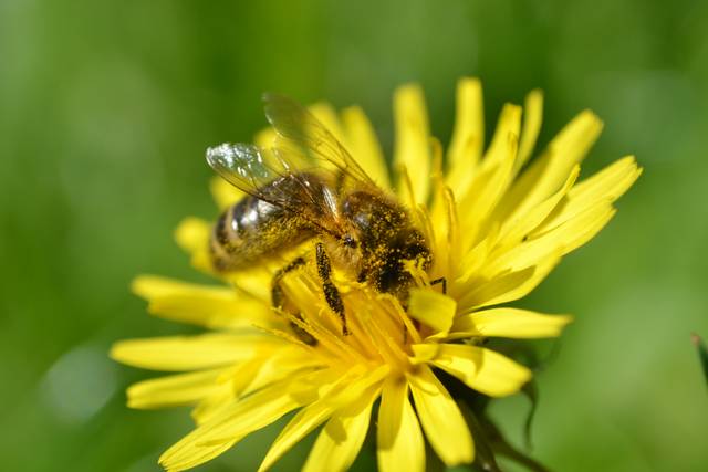 Abeille assurant la pollinisation d'une fleur de pissenlit