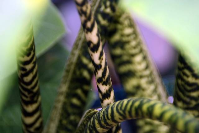 Alocasia zebrina : tiges