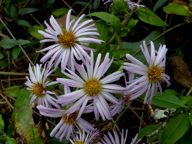 Ampelaster carolinianus, aster grimpant : fleurs