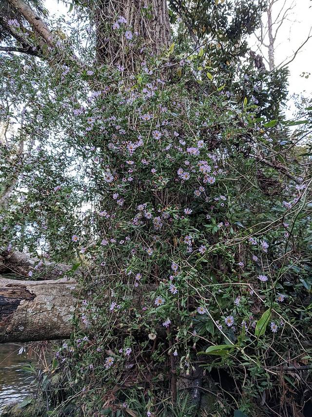 Ampelaster carolinianus, aster grimpant