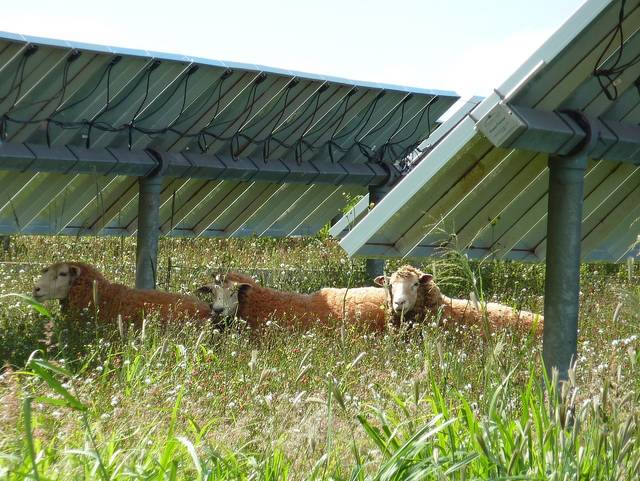 Bétail à l'ombre sous des panneaux photovoltaïques