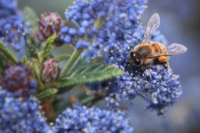Abeille butinant un céanothe 'Concha'