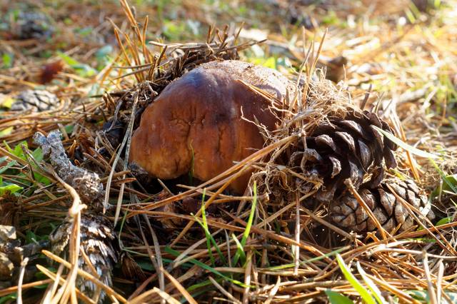 Cèpe des pins bien caché