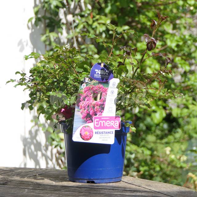 Décorosiers® Emera® - conteneur de 3 litres - en mars