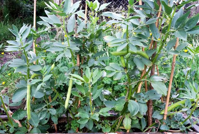 Culture des fèves: semis, entretien, récolte - LePotagerAutonome
