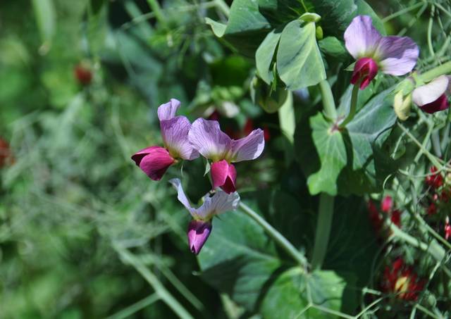 Fleurs de petits pois