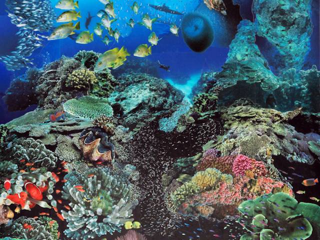 Biodiversité dans les fonds marins - adrian kenyon / flickr.com