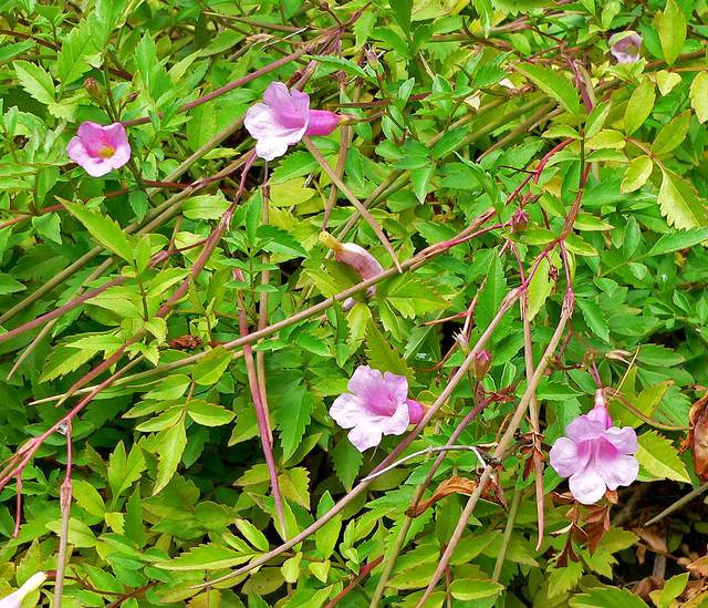 Incarvillea arguta