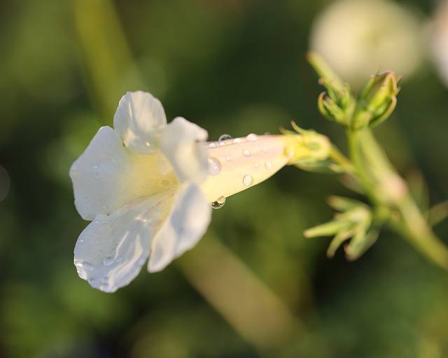 Incarvillea sinensis 'Cheron'