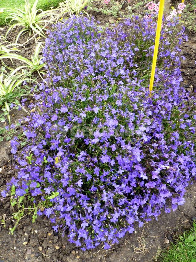 Lobelia erinus ‘Midnight Blue’