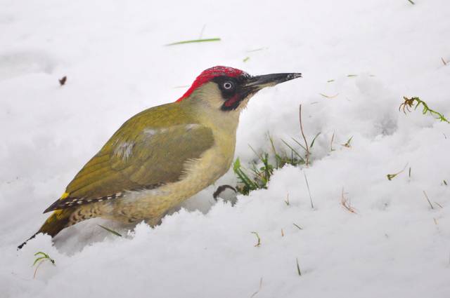 Pic vert dans la neige