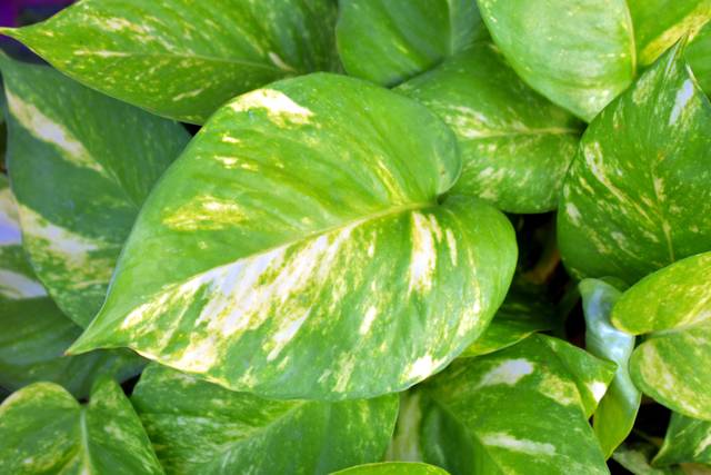 Pothos : feuillage
