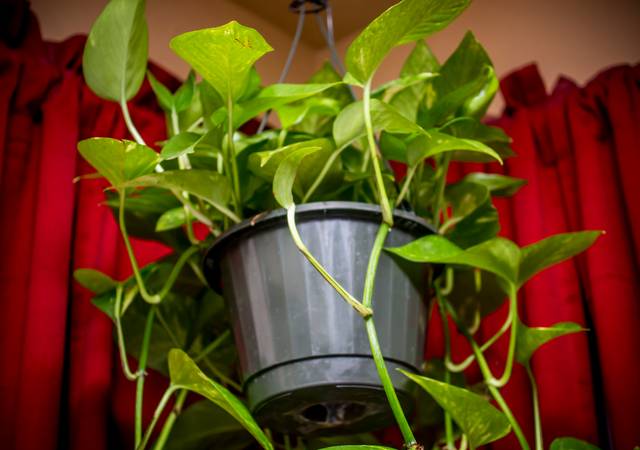 Pothos en suspension