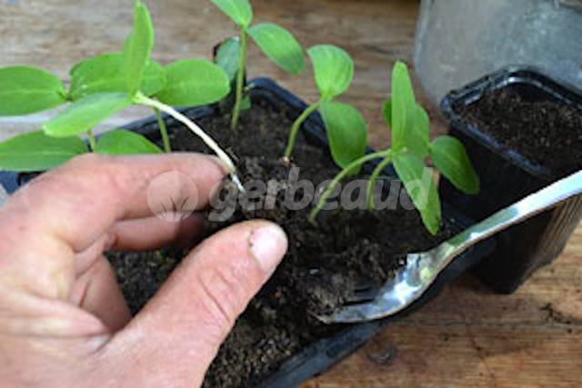 Extraction des jeunes plants avec une fourchette