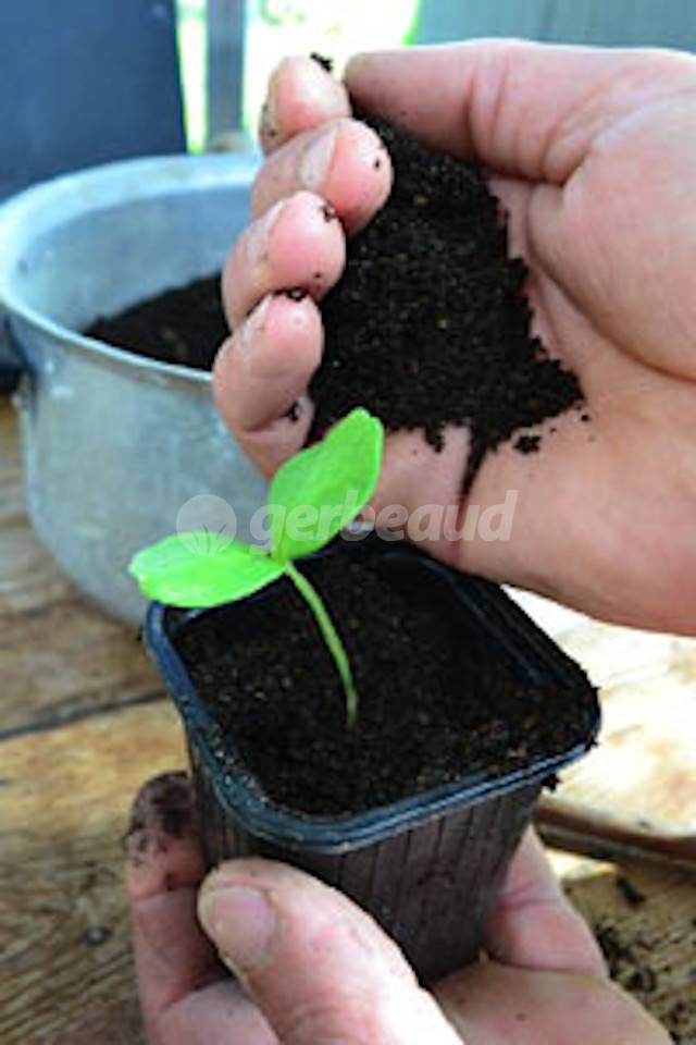 Repiquage en godet avec un bon terreau