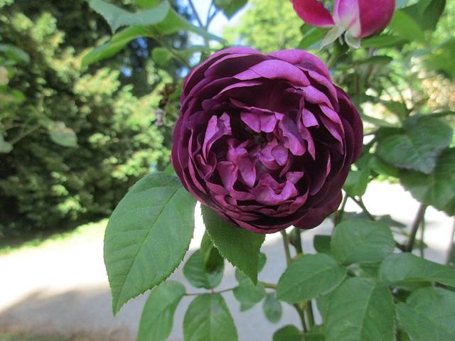 Rosier Cardinal de Richelieu