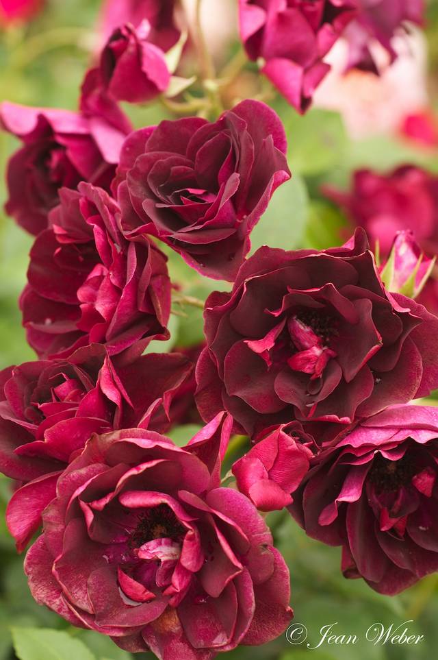 Rosier Burgundy Ice 'Prose'