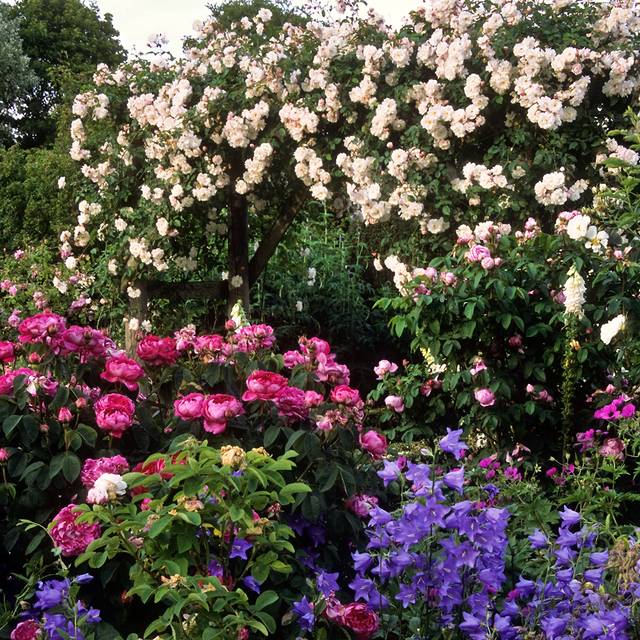 Rosier grimpant, pivoines et campanules