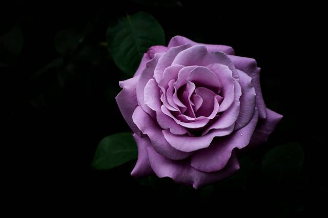 Rosier Charles de Gaule