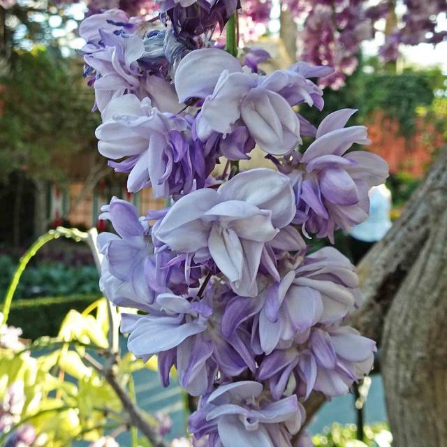 Wisteria floribunda 'Violacea Plena' - Fleurs doubles - Flickr - HQ