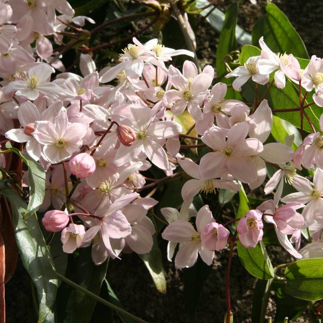 Clématite du Père Armand - Clematis armandii - Copyright Marie-Elise LIENNARD