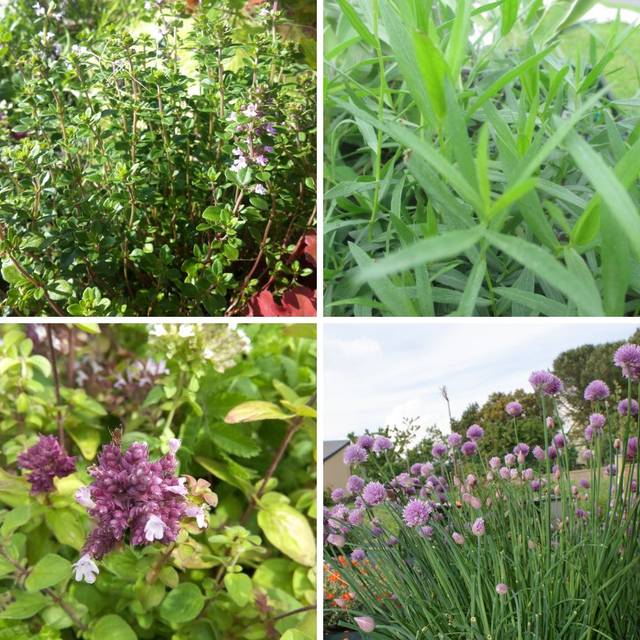 Assortiment de plantes aromatiques - Spécial barbecue