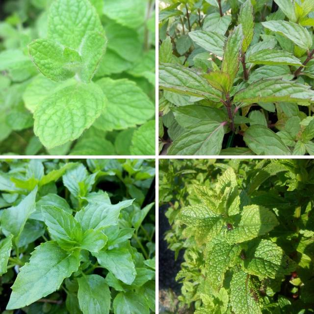 Assortiment de menthes