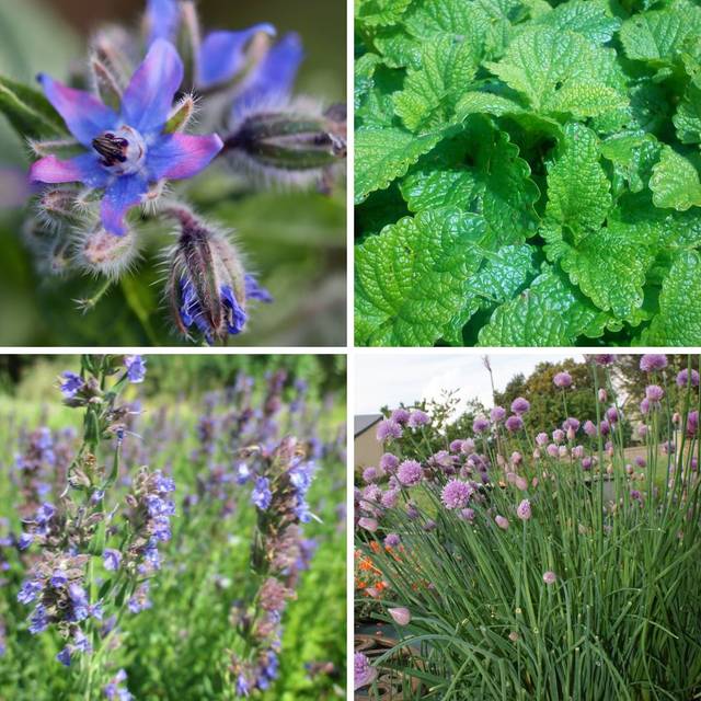 Assortiment Plantes compagnes