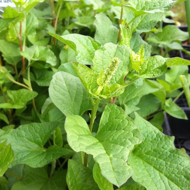 Chenopode bon henry (chenopodium bonus henricus)