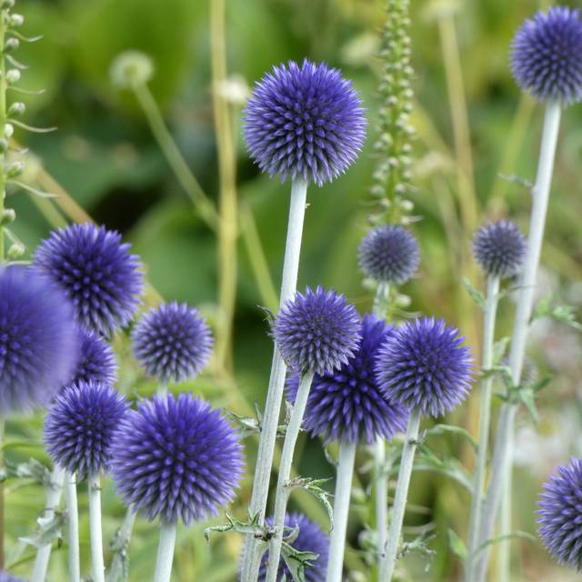 Echinops ritro (Linda De Volder - flickr.com)