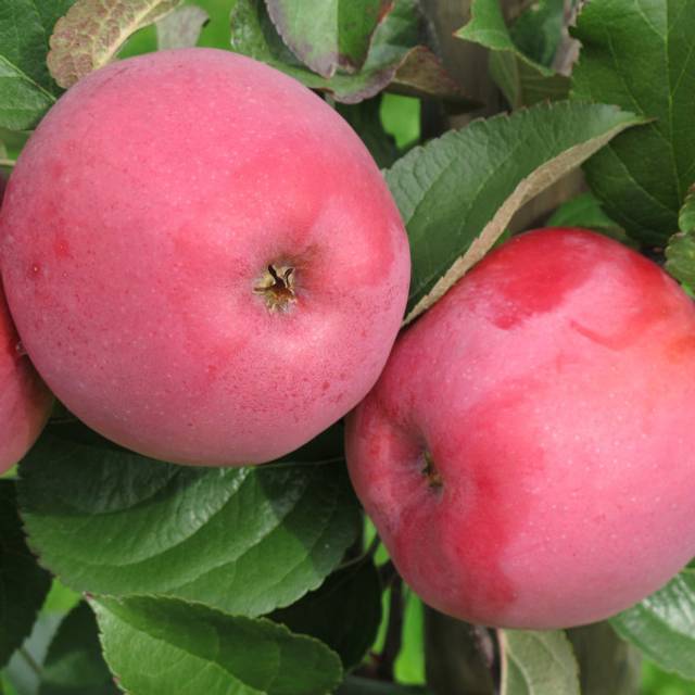 Pomme Delbard Divine® delcored (©Pépinières Georges Delbard)