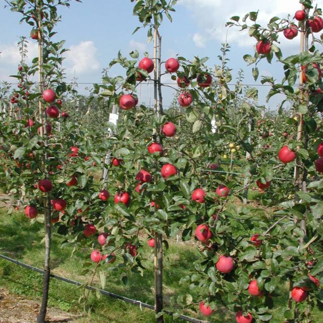 Pommier Delbard Divine® delcored (©Pépinières Georges Delbard)