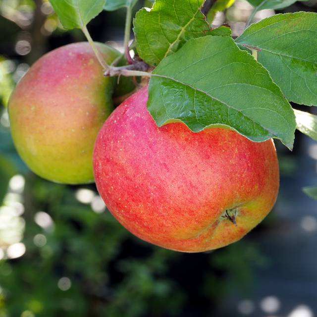 Pommier nain 'Croquella' (Delbard)