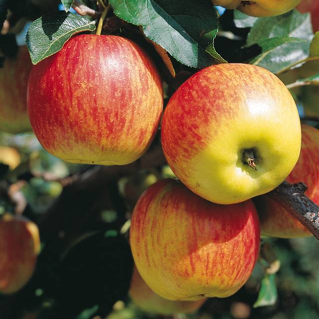 Pommier Delbarestivale® (Delbard)