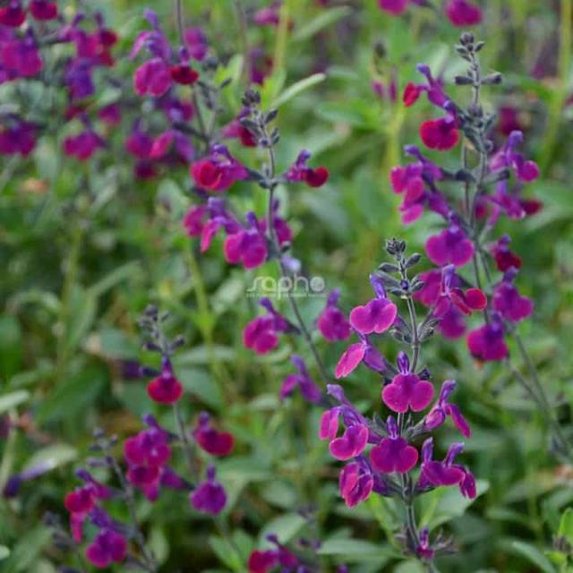 Salvia x jamensis 'Violette de Loire' - fleurs (Sapho)