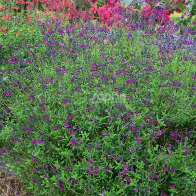 Salvia x jamensis 'Violette de Loire' (Sapho)