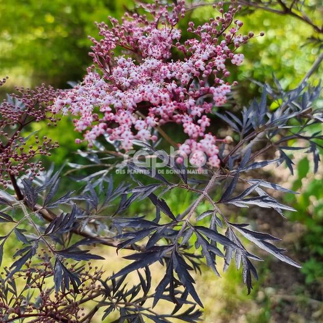 Sambucus nigra BLACK LACE 'Eva' (Sapho)