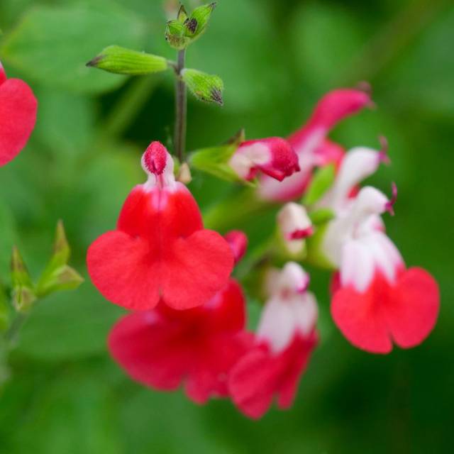 Salvia microphylla 'Hot Lips' (Flickr - John Freshney)