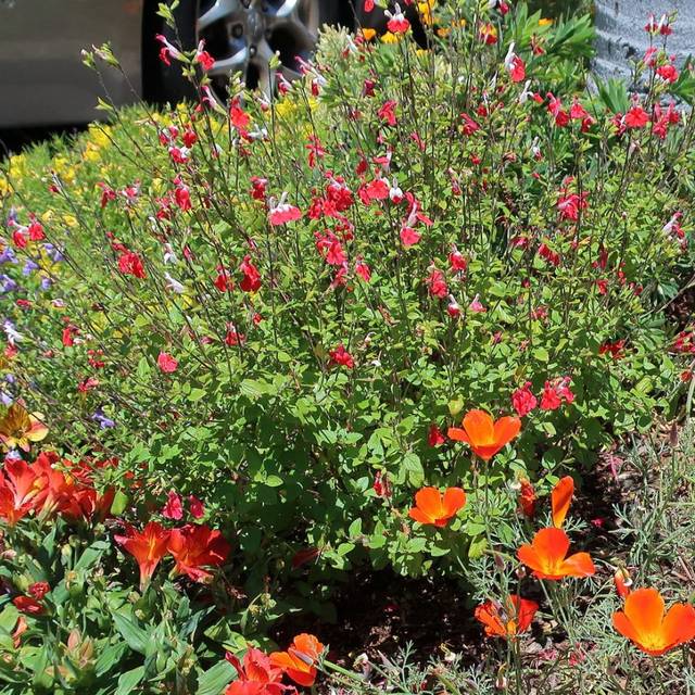 Salvia microphylla 'Hot Lips' (Flickr - cultivar413)