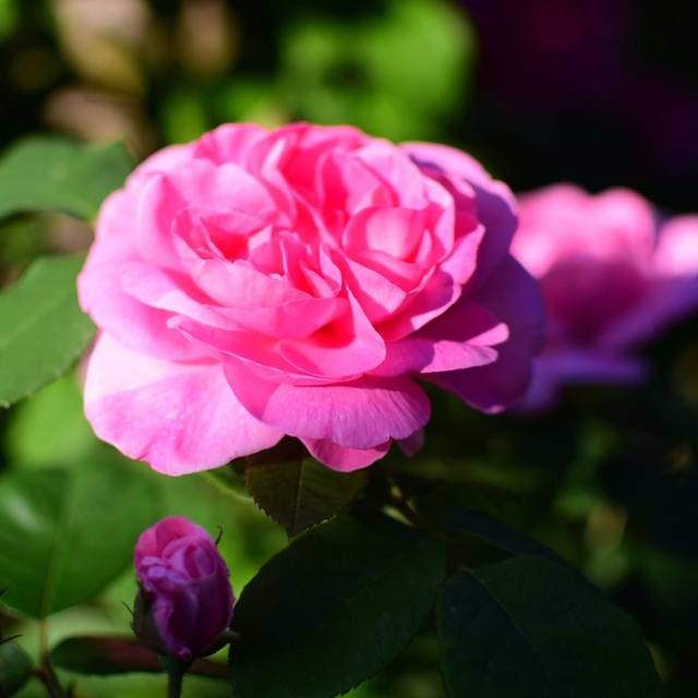 Rosier Gertrude Jekyll - Mark / flickr
